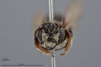 Media type: image;   Entomology 15729 Aspect: head frontal view